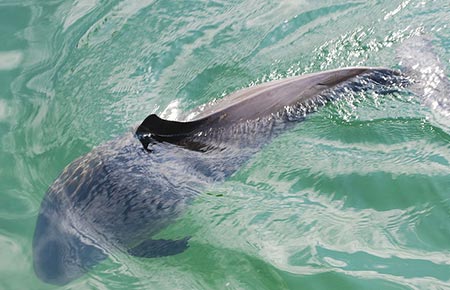 Photo of a Harbor Porpoise