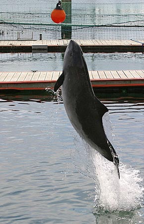 Photo of a Harbor Porpoise