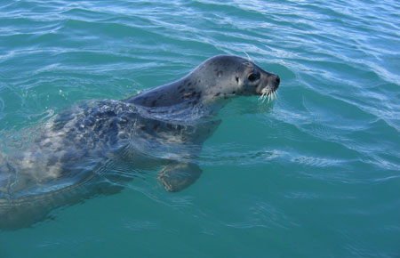 Seals Depend on Ice from Tidewater Glaciers (U.S. National Park Service)