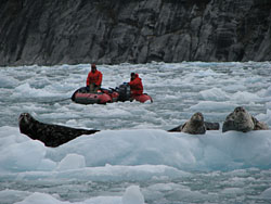 Two Fish and Game employees observe harbor seals from a boat