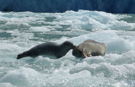 Photo of a Harbor Seal