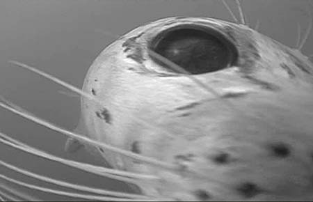 Photo of a Harbor Seal