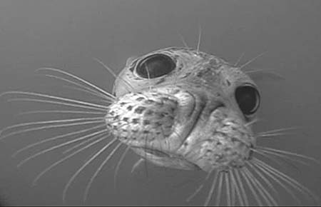 Photo of a Harbor Seal