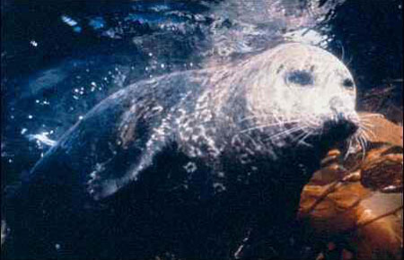 Photo of a Harbor Seal