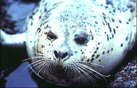 Photo of a Harbor Seal