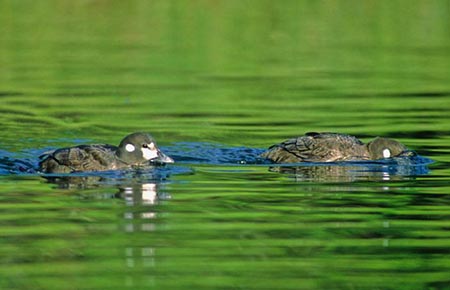 Photo of a Harlequin Duck