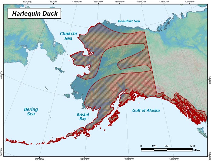 Range map of Harlequin Duck in Alaska