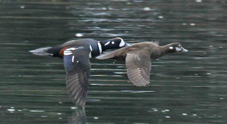 Photo of a Harlequin Duck