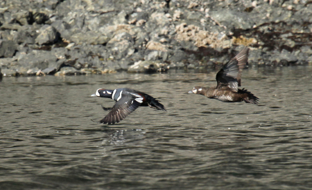 Photo of a Harlequin Duck