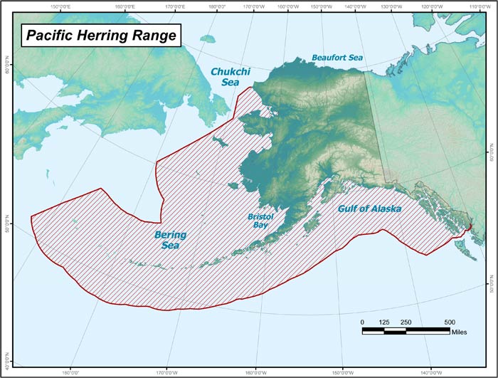 Range map of Pacific Herring in Alaska