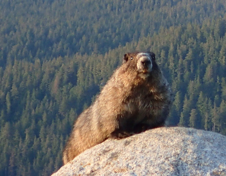 Photo of a Hoary Marmot