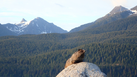 Photo of a Hoary Marmot