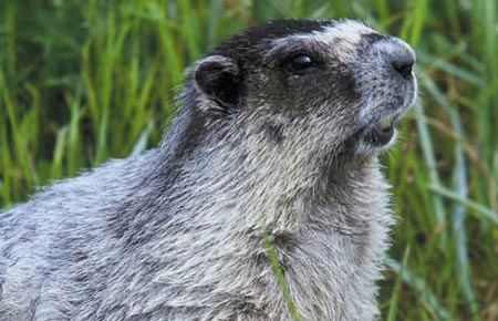 Photo of a Hoary Marmot
