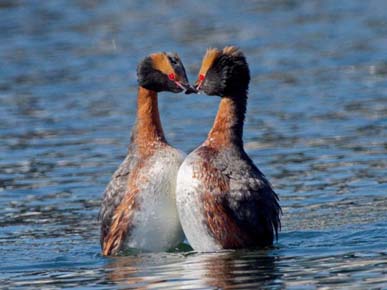 Photo of a Horned Grebe