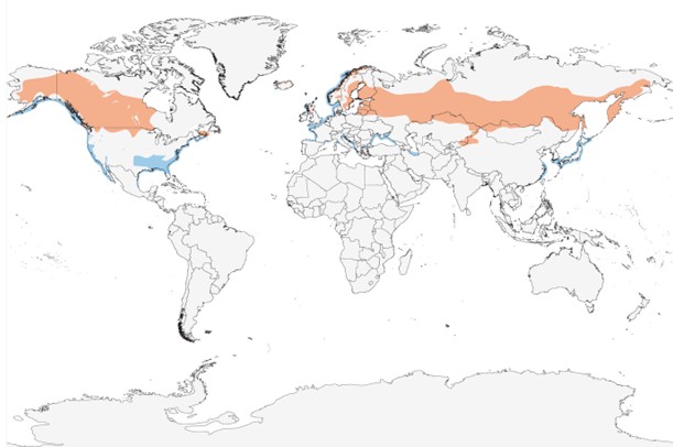 Range map of Horned Grebe in Alaska
