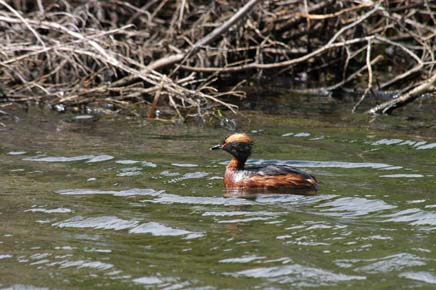 Photo of a Horned Grebe