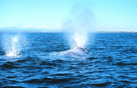 Photo of a Humpback Whale