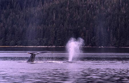 Photo of a Humpback Whale