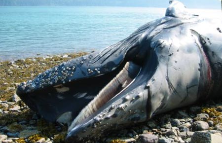 Photo of a Humpback Whale