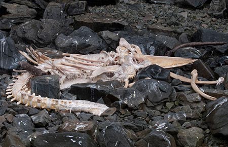 Photo of a Humpback Whale