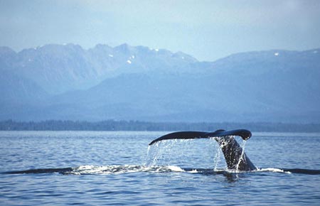 Picture of a humpback whale