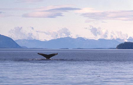 Photo of a Humpback Whale