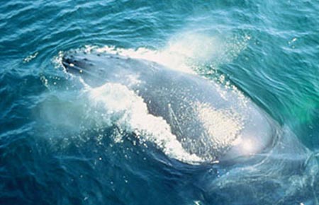 Photo of a Humpback Whale