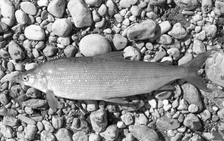 Photo of a Humpback Whitefish