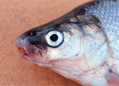 Photo of a Humpback Whitefish