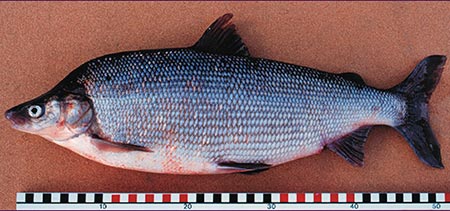 Photo of a Humpback Whitefish