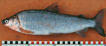 Photo of a Humpback Whitefish