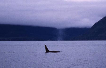 Photo of a killer whale