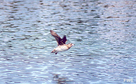 Photo of a Kittlitz's Murrelet