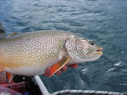 Photo of a Lake Trout