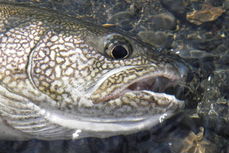 Photo of a Lake Trout