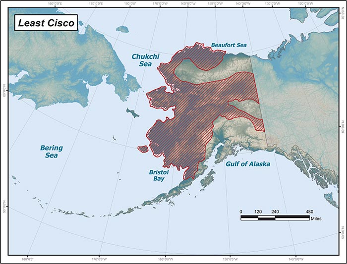 Range map of Least Cisco in Alaska