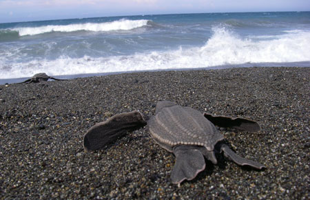 Photo of a Leatherback Sea Turtle