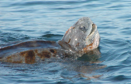 Photo of a Leatherback Sea Turtle