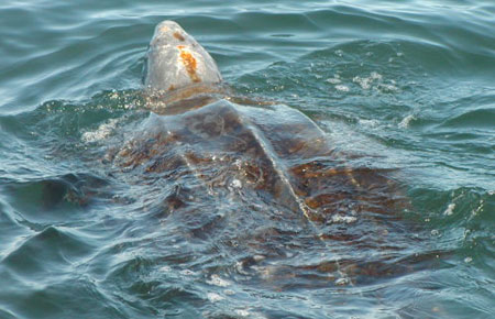 Photo of a Leatherback Sea Turtle