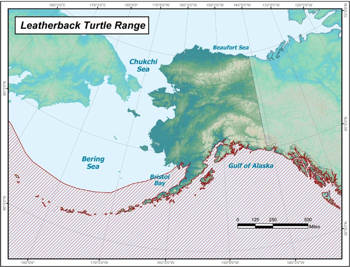 Range map of Leatherback Sea Turtle in Alaska