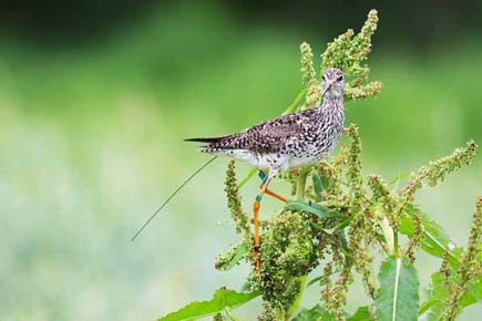 Photo of a Lesser Yellowlegs