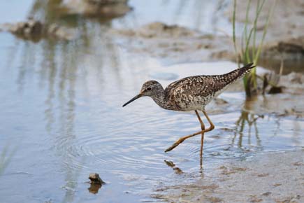 Photo of a Lesser Yellowlegs