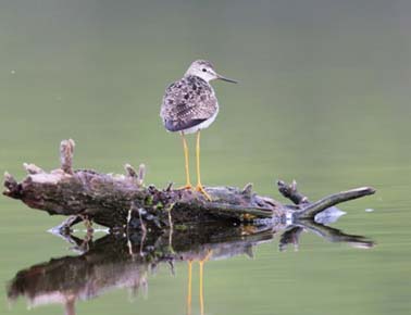 Photo of Lesser Yellowlegs by Arin Underwood / ADF&G