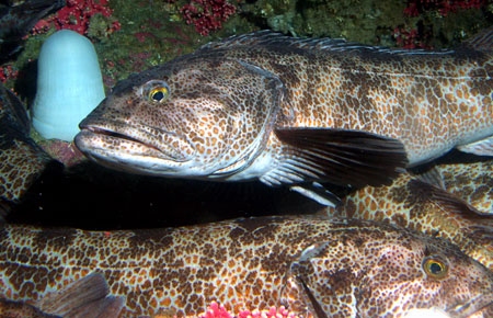 lingcod alaska adfg