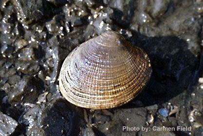 Photo of a Littleneck Clam