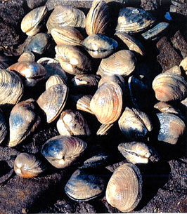 Photo of a Littleneck Clam