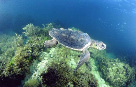 Photo of a Loggerhead Sea Turtle