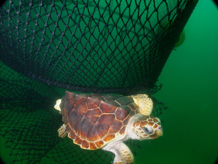 Photo of a Loggerhead Sea Turtle