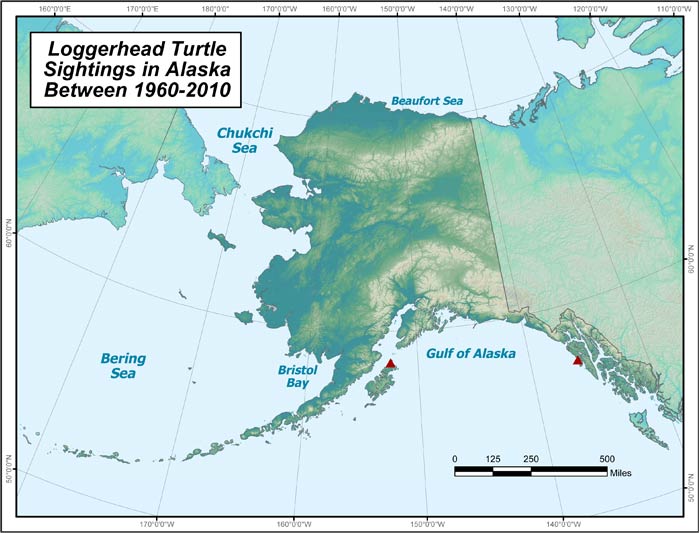 Range map of Loggerhead Sea Turtle in Alaska