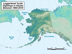 Loggerhead Sea Turtle range map